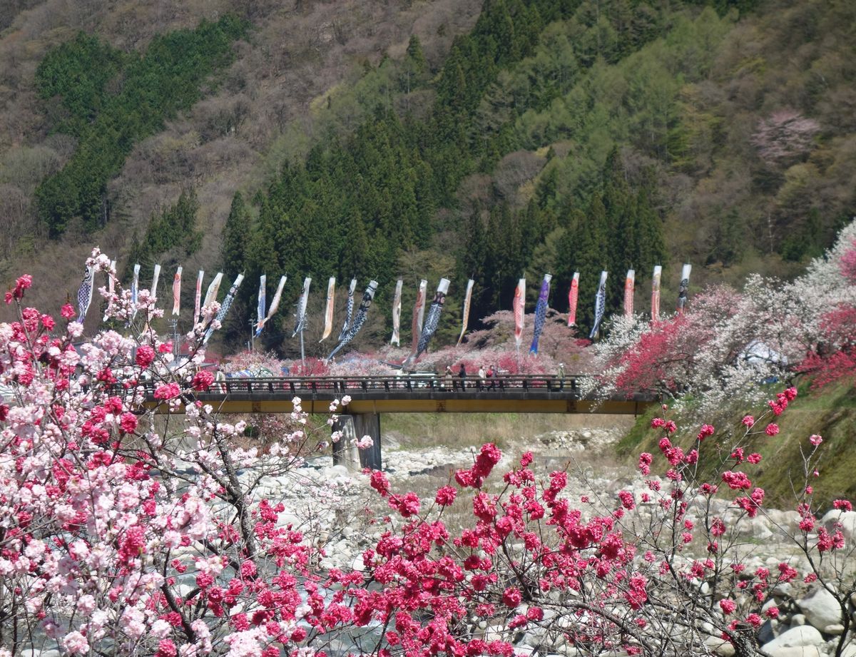 🌸月川温泉🌸

撮影日:2021/4/20

関西から名古屋まで新幹線に乗...