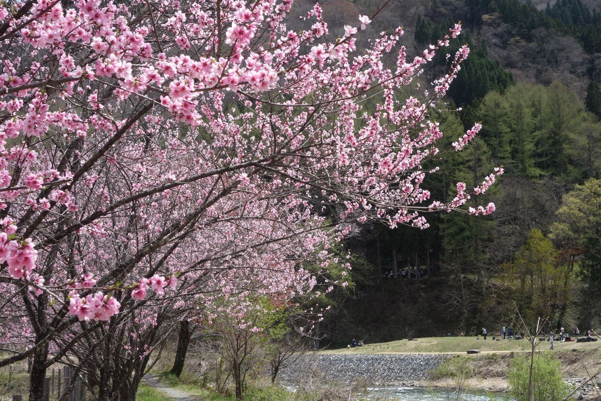 🌸白馬🌸

撮影日:2021/4/27

松本からレンタカーで一時間半くら...