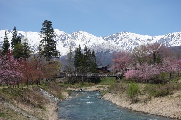 日本・長野県「信州(春)」の写真：🌸白馬🌸

撮影日:2021/4/27
...