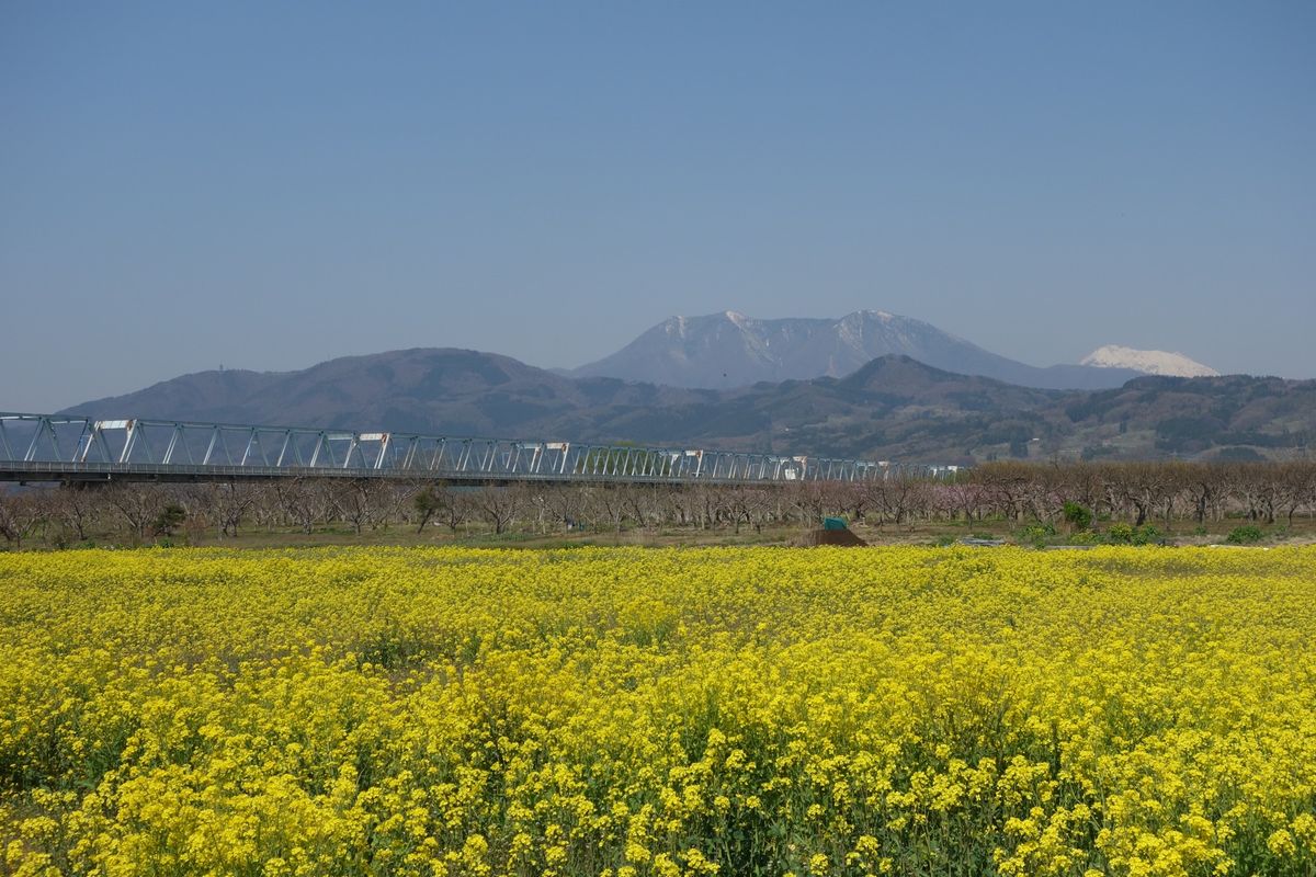 🌸千曲川河川公園🌸

撮影日：2021/4/20

千曲川といえば八重桜の...