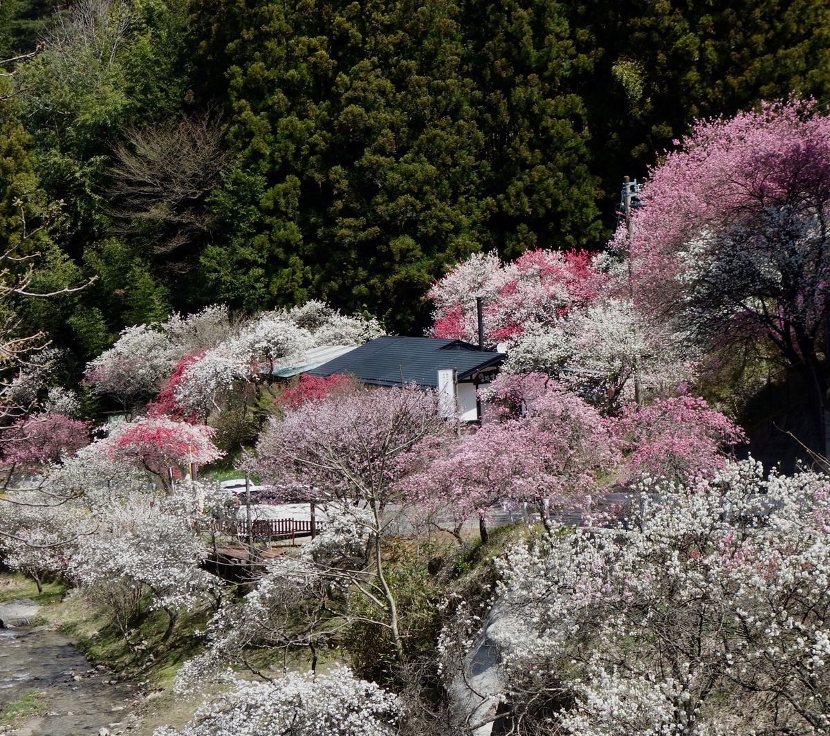 🌸駒ヶ根のすみよしや🌸

駒ヶ根の中沢地区にあるすみよしやさん(飲食店)の...