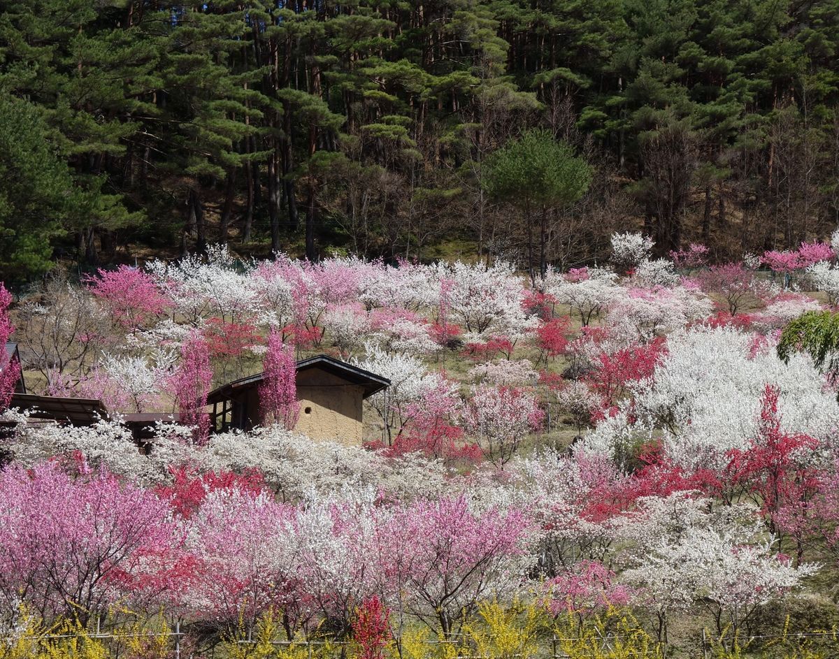 🌸駒ヶ根のすみよしや🌸

駒ヶ根の中沢地区にあるすみよしやさん(飲食店)の...
