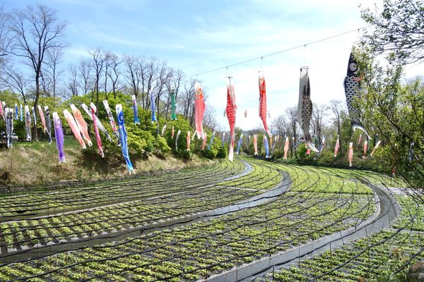 日本・長野県「信州(春)」の写真：🍐大王わさび農園🍐

安曇野にある大王わ...