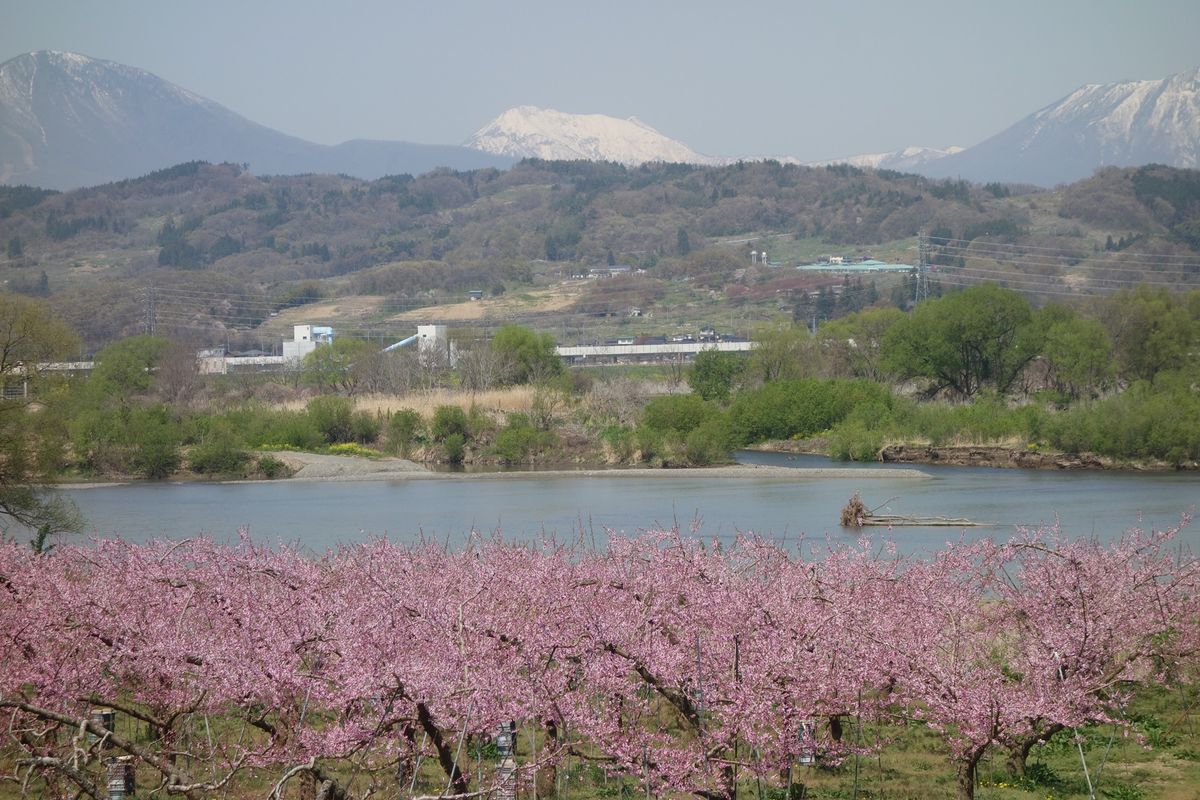 🌸千曲川河川公園🌸

撮影日：2021/4/20

千曲川といえば八重桜の...