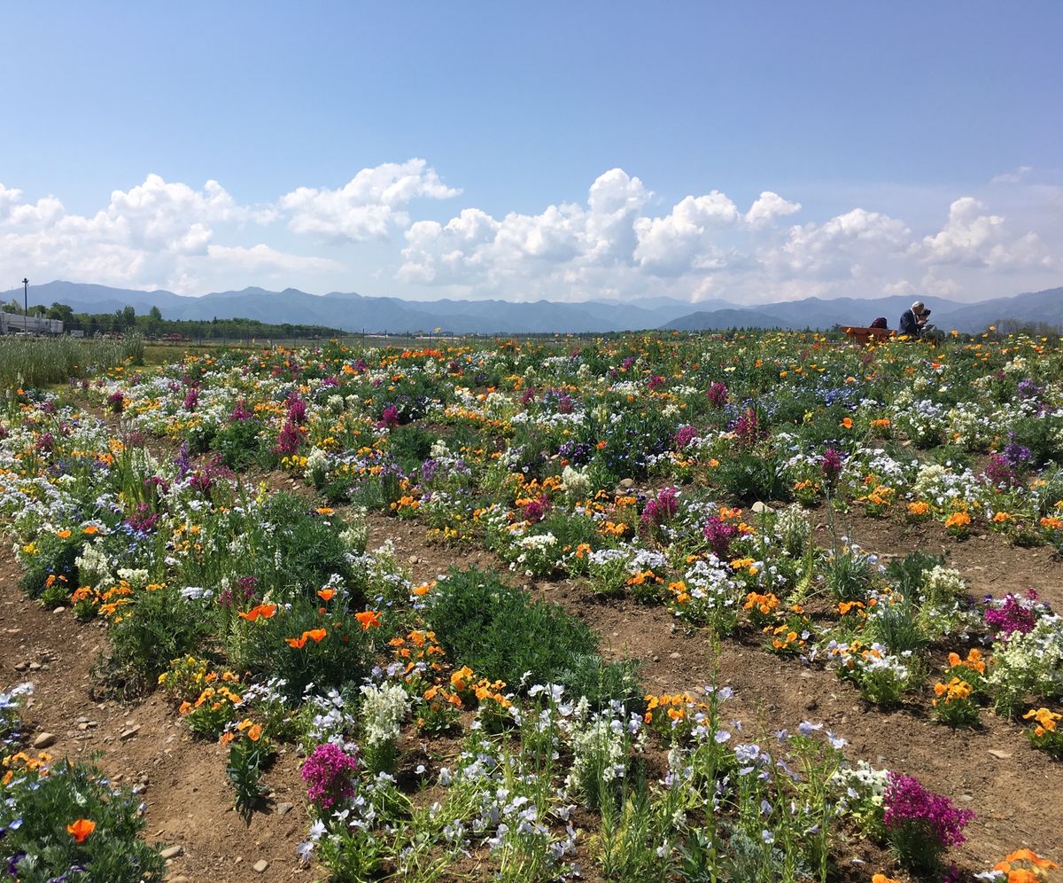 🌸信州花フェスタ🌸

2019年に松本空港近くの信州スカイパークでしていた...
