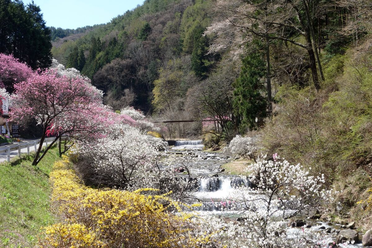 🌸駒ヶ根のすみよしや🌸

駒ヶ根の中沢地区にあるすみよしやさん(飲食店)の...