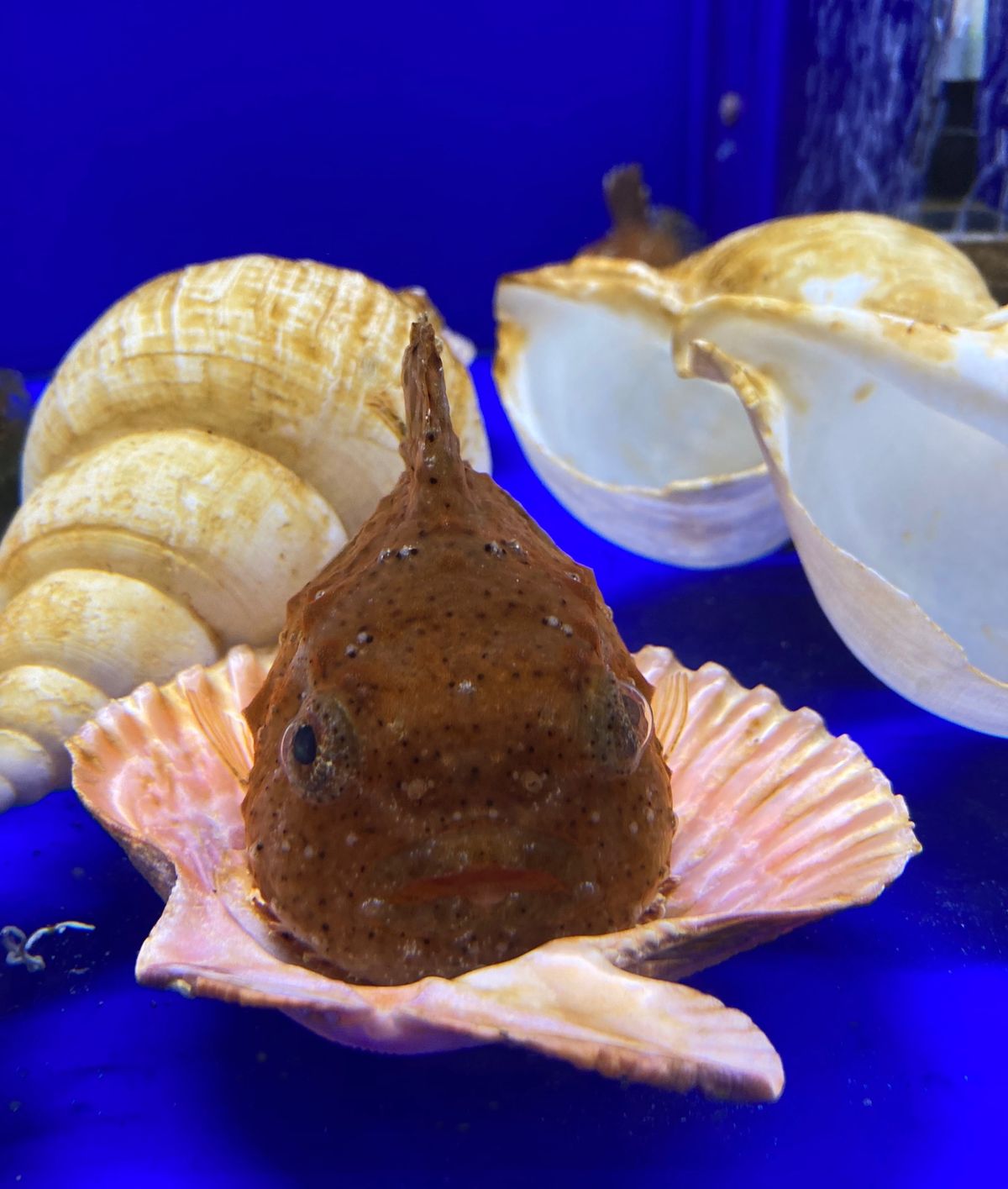 🧊オホーツク流氷館🧊

網走港は流氷めぐりができるエリアです🌌
流氷は1〜...