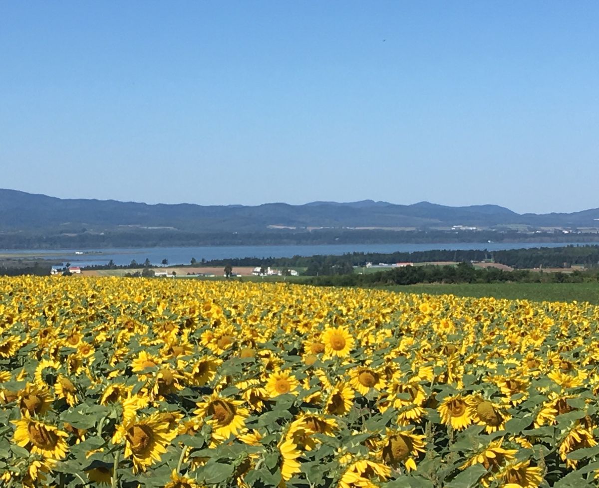 🌻朝日ヶ丘公園🌻

オホーツクの9月は素晴らしいくらいに色んな花が同時に見...