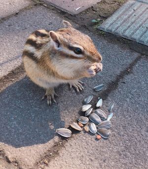 🐿オホーツクシマリス公園🐿

ここはシマリスに触れることができます💕
人に...