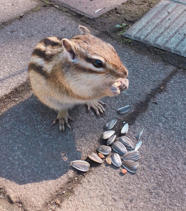 日本・北海道「オホーツク」の写真：🐿オホーツクシマリス公園🐿

ここはシマ...