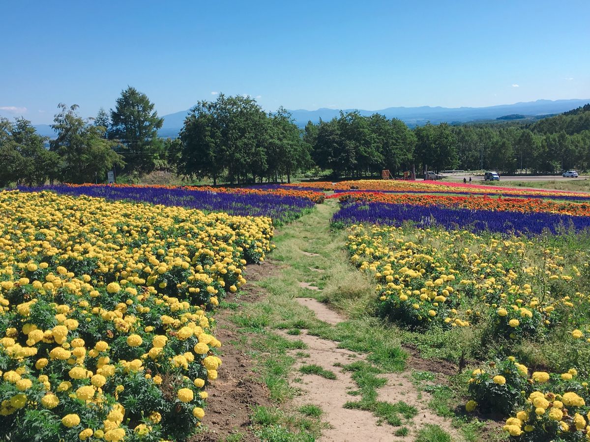 🌷はなてんと🌷

オホーツク流氷館の近くにある花畑です🍀
紫・赤・オレンジ...