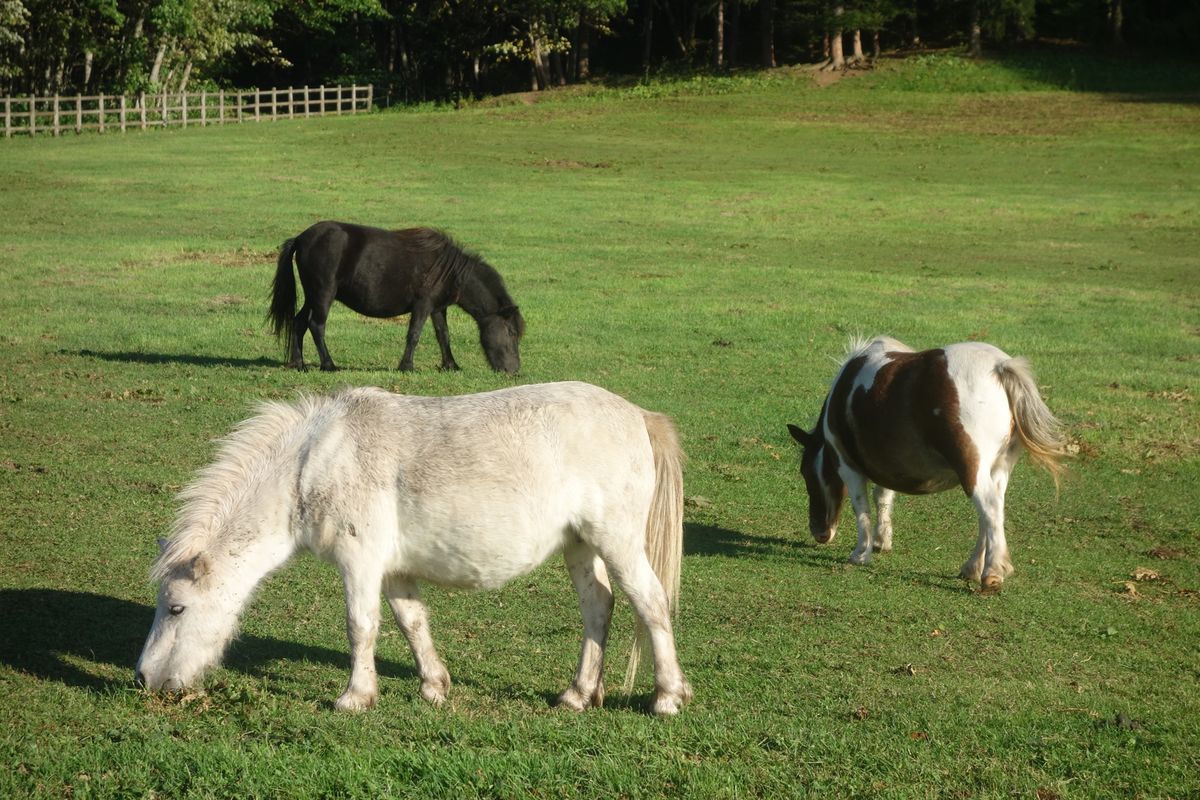 🌻サロマ湖🌻

あの有名な(?)サロマ湖は遠軽から網走駅に戻る間にあります...