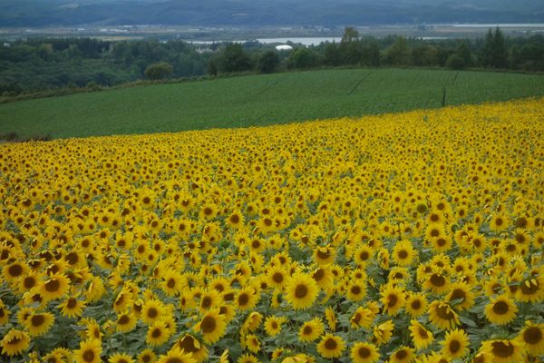 日本・北海道「オホーツク」の写真：🌻朝日ヶ丘公園🌻

オホーツクの9月は素...