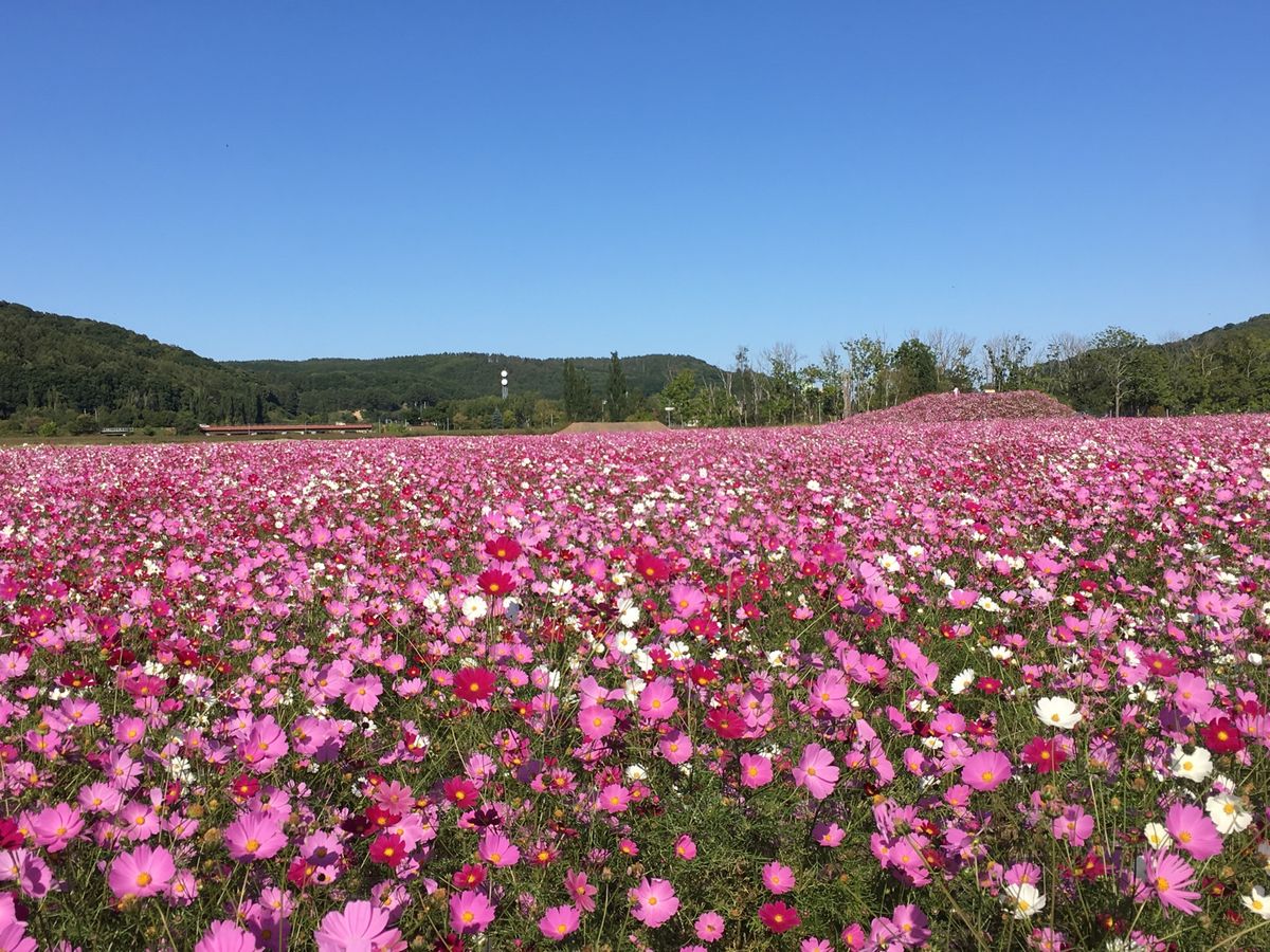 🌸大曲湖畔園地🌸

網走の中心街から近い(車で10分程度)コスモス畑といえ...