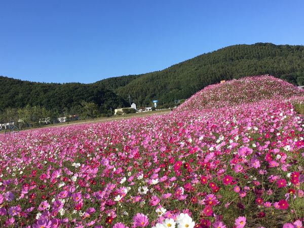 日本・北海道「オホーツク」の写真：🌸大曲湖畔園地🌸

網走の中心街から近い...