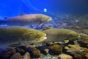 紋別から北見市の留辺蘂にある果夢林の館に行く途中に少し遅めのランチをしまし...
