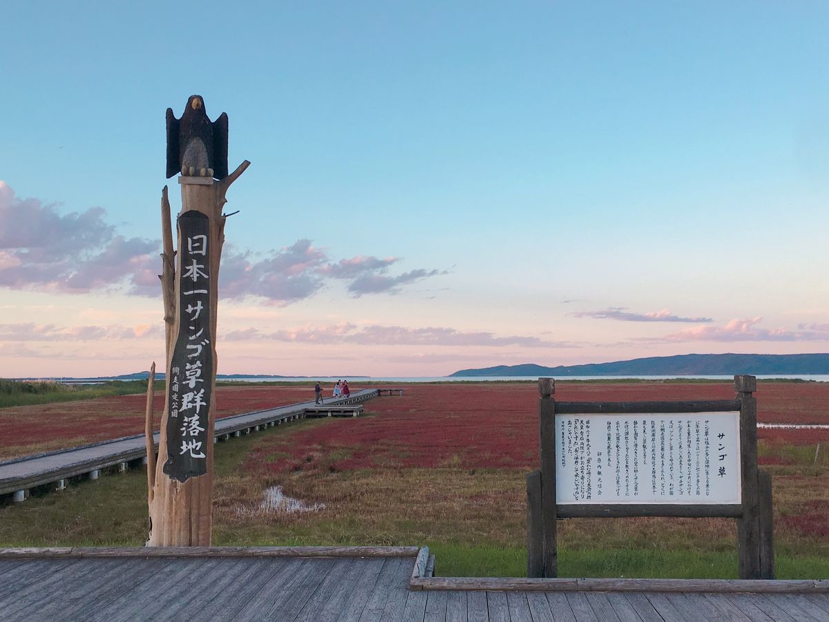 🍂能取湖🍂

網走駅から車で20分程度の場所にある能取湖はサンゴ草の群生地...