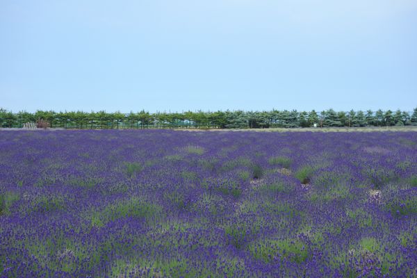 日本・北海道「オホーツク」の写真：🧊オホーツク流氷公園🧊

紋別空港から車...
