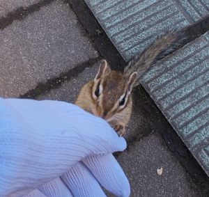 🐿オホーツクシマリス公園🐿

ここはシマリスに触れることができます💕
人に...