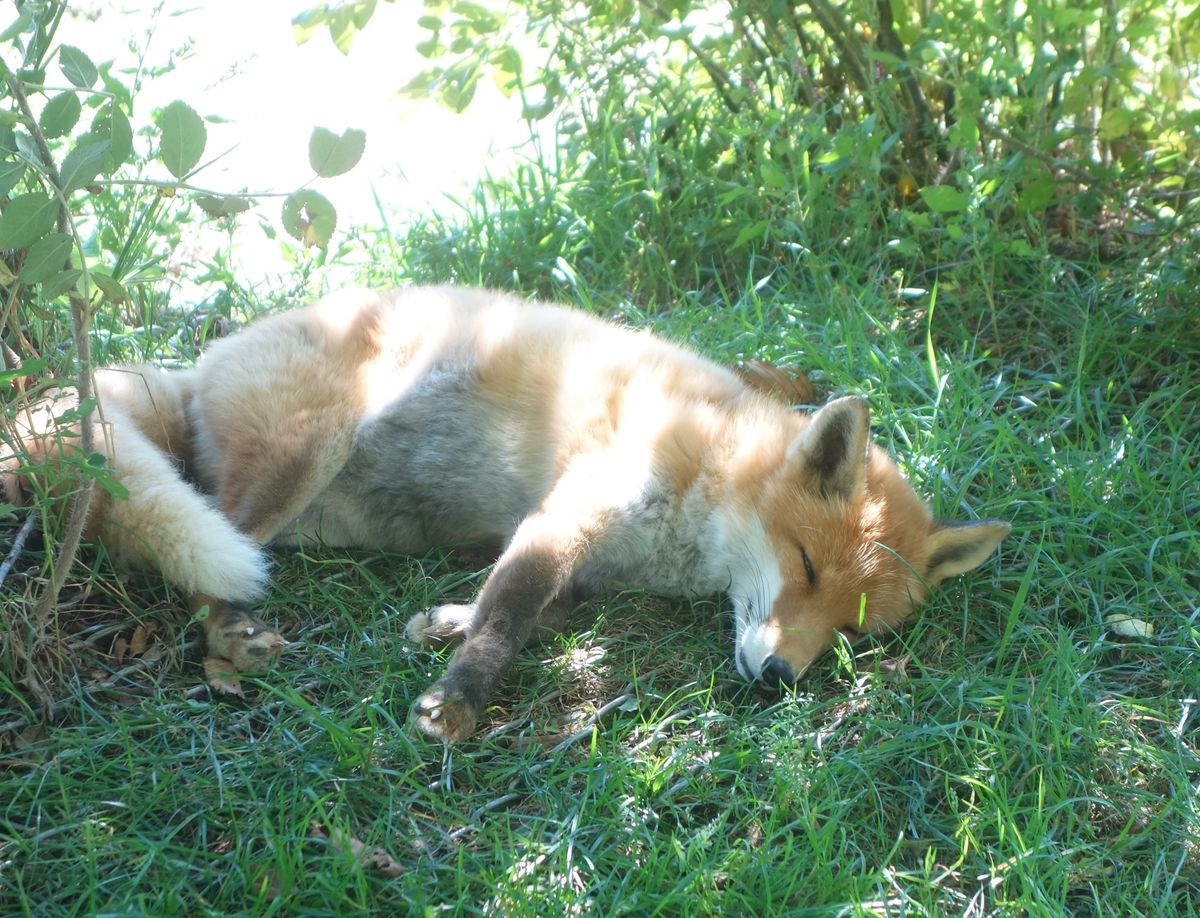 🍎果夢林の里・北キツネ牧場🍎

北キツネ牧場はキツネが放し飼いにされていま...