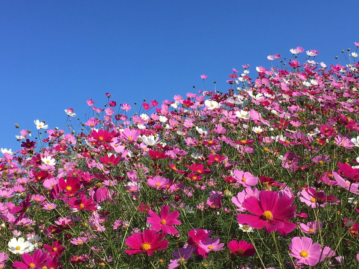 🌸大曲湖畔園地🌸

網走の中心街から近い(車で10分程度)コスモス畑といえ...