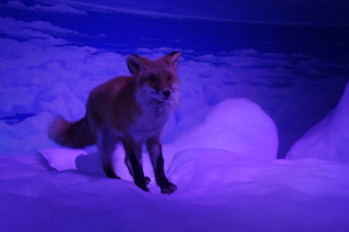 🧊オホーツク流氷館🧊

網走港は流氷めぐりができるエリアです🌌
流氷は1〜...