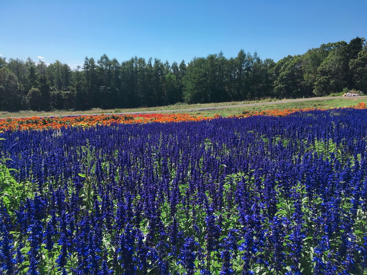 🌷はなてんと🌷

オホーツク流氷館の近くにある花畑です🍀
紫・赤・オレンジ...