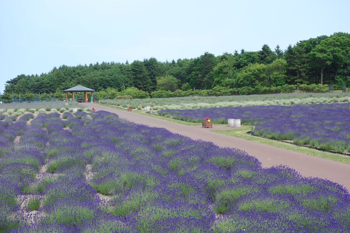 🧊オホーツク流氷公園🧊

紋別空港から車で5分のラベンダー畑です
ラベンダ...