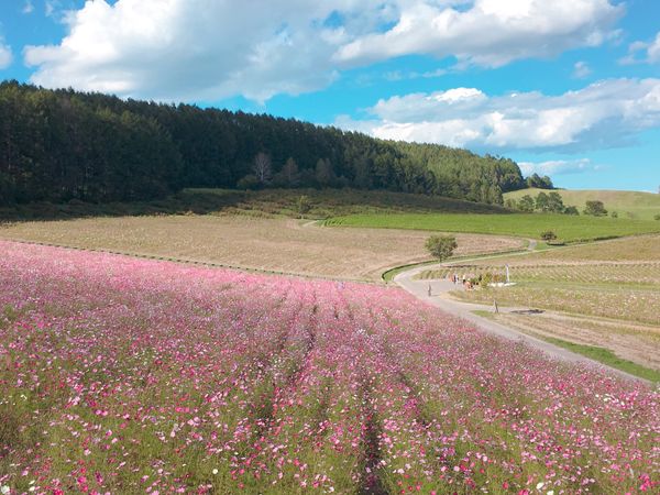 日本・北海道「オホーツク」の写真：🌸太陽の丘えんがる公園🌸

撮影日：20...