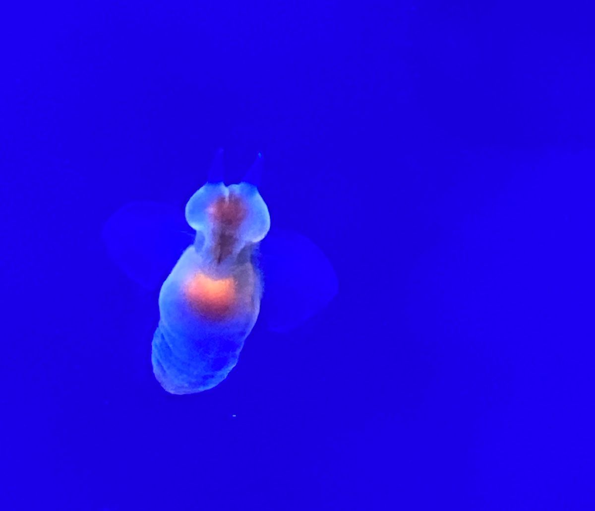 🧊オホーツク流氷館🧊

網走港は流氷めぐりができるエリアです🌌
流氷は1〜...