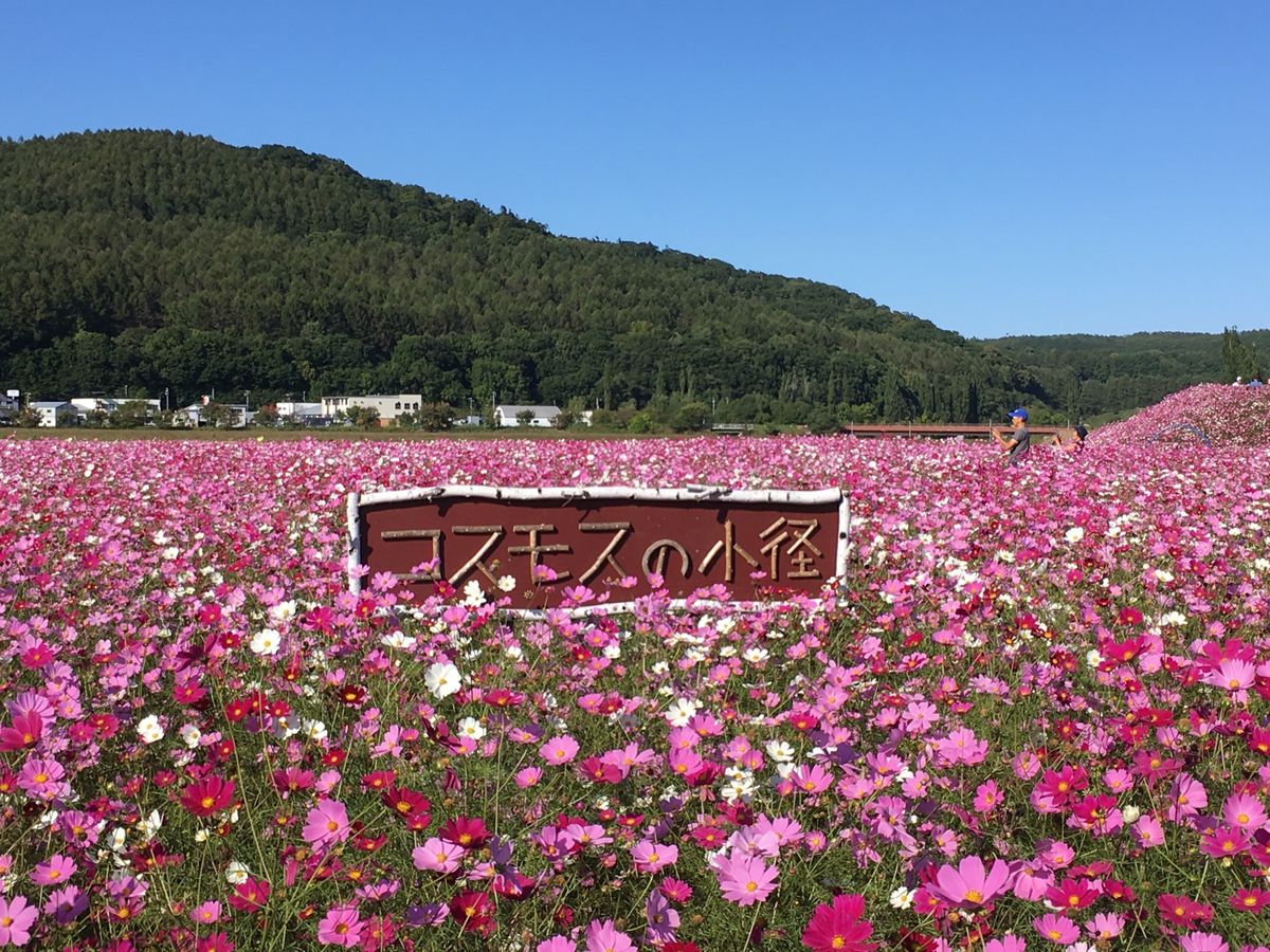 🌸大曲湖畔園地🌸

網走の中心街から近い(車で10分程度)コスモス畑といえ...