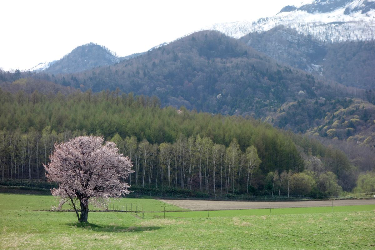 🌸上御料の一本桜🌸

富良野の桜でおそらく一番有名なのはここです💡
たくさ...