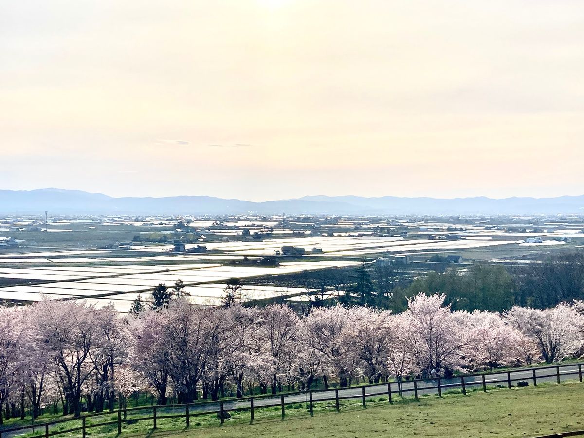 🌸キトウシ森林公園🌸

時間があったので旭川空港から近い位置にあるキトウシ...