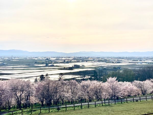 日本・北海道「富良野(春)」の写真：🌸キトウシ森林公園🌸

時間があったので...