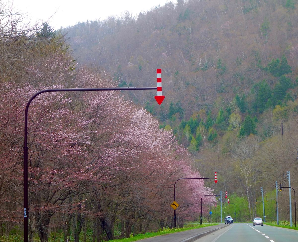 🌸麓郷街道🌸

ここも楽しみにしていましたが曇りだったと、少し時期が早かっ...