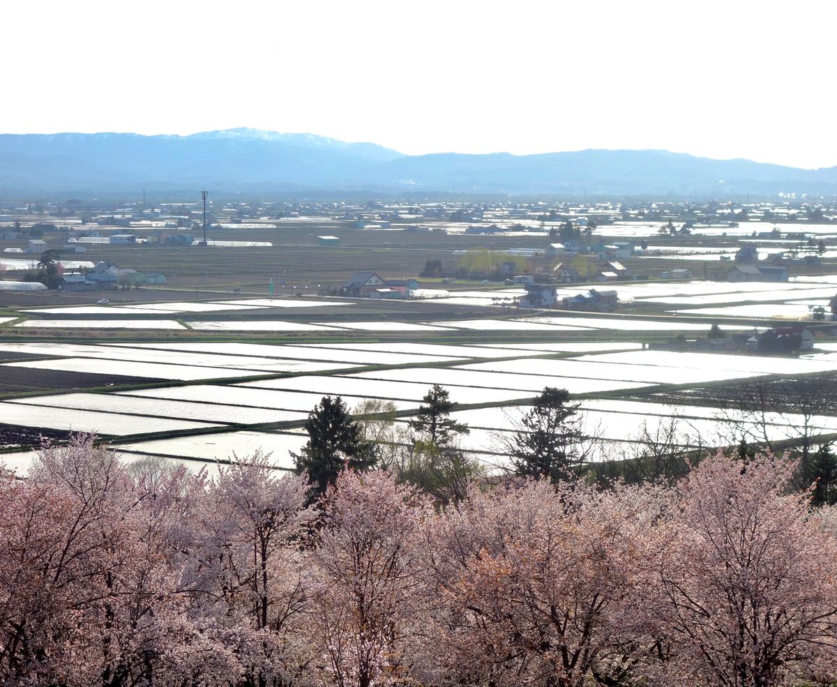 🌸キトウシ森林公園🌸

時間があったので旭川空港から近い位置にあるキトウシ...