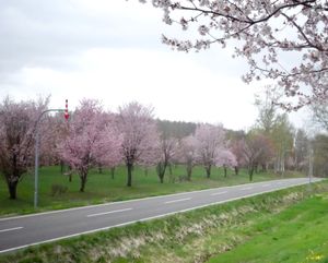 🌸聖台ダム公園🌸

この日は雨で残念でしたが晴れの日に撮ると幻想的な写真が...