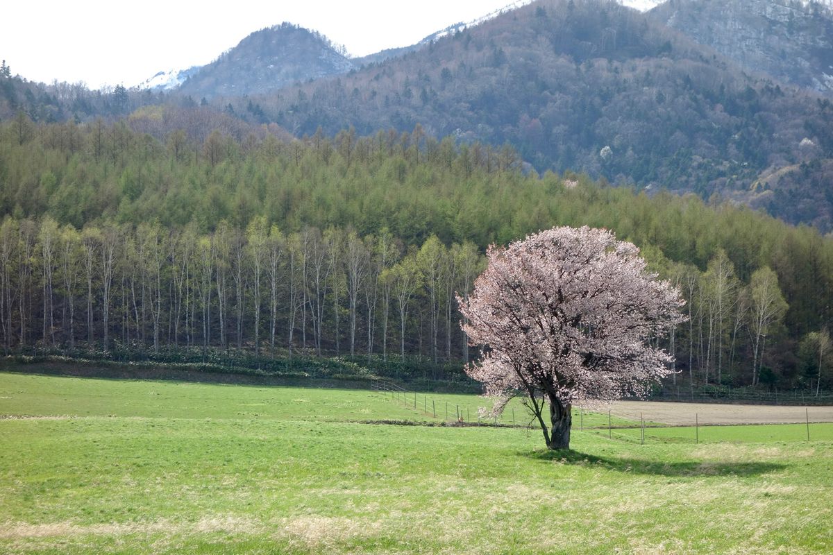 🌸上御料の一本桜🌸

富良野の桜でおそらく一番有名なのはここです💡
たくさ...