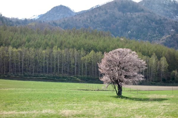 日本・北海道「富良野(春)」の写真：🌸上御料の一本桜🌸

富良野の桜でおそら...