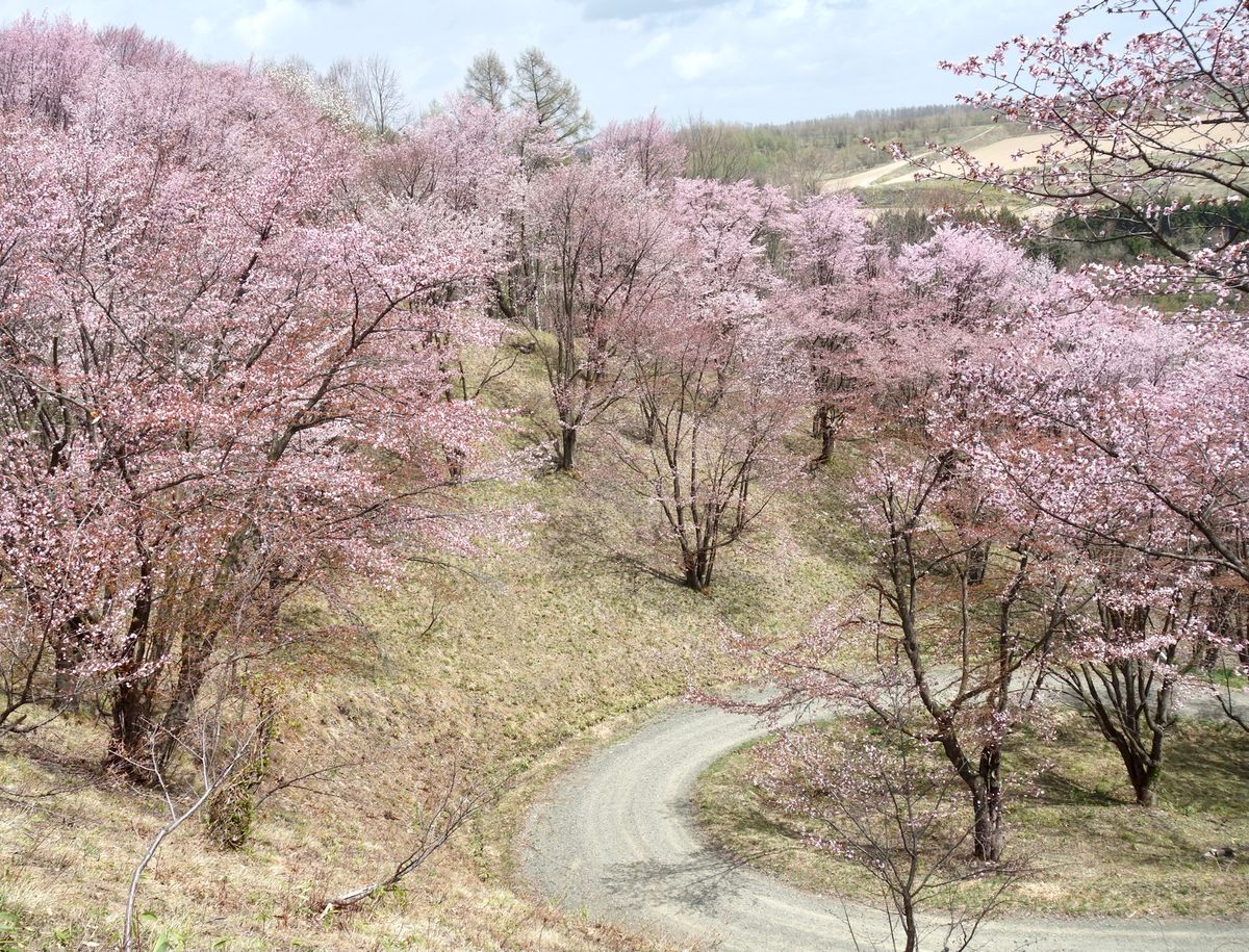 🌸深山峠🌸

国道237号線の上富良野〜美瑛の間にある深山峠のさくら園です...