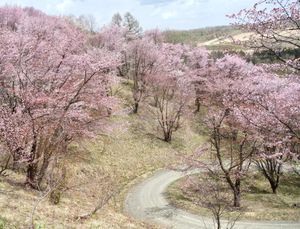 🌸深山峠🌸

国道237号線の上富良野〜美瑛の間にある深山峠のさくら園です...