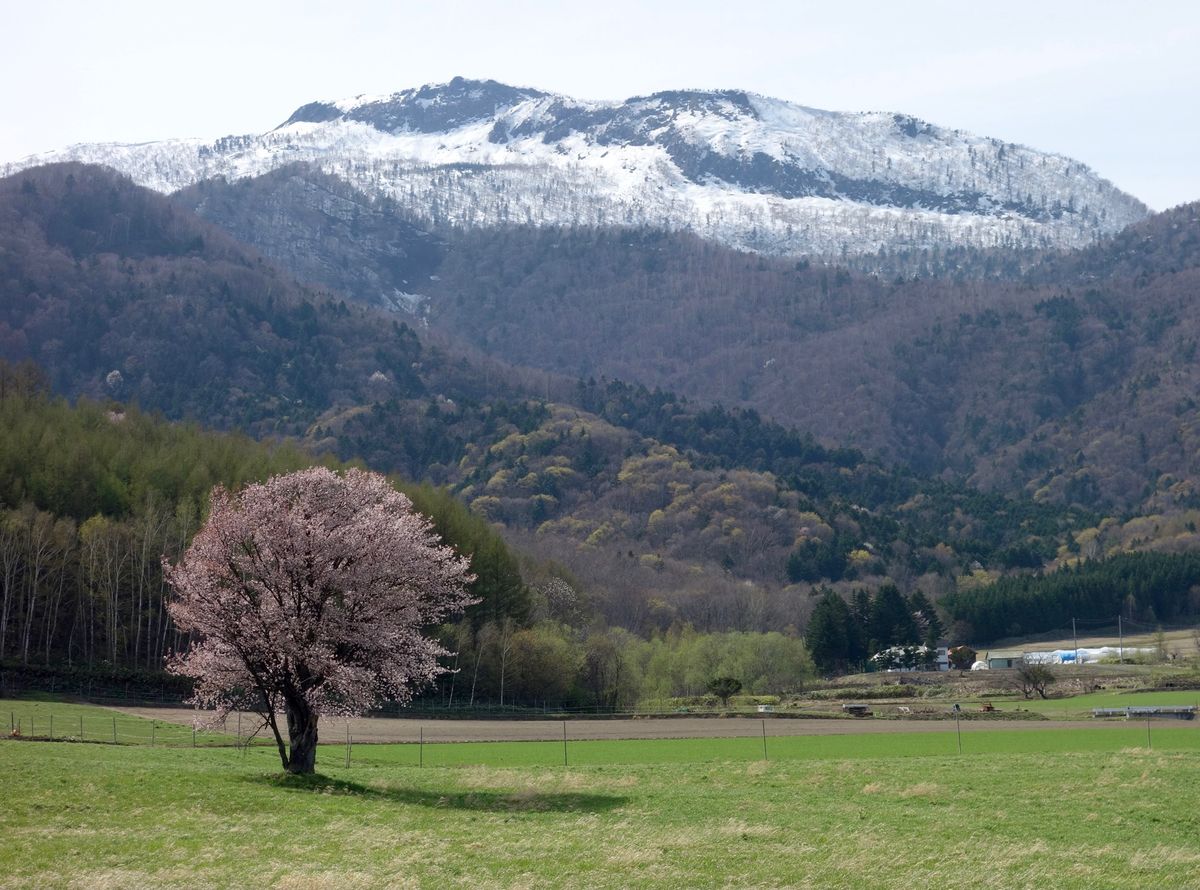 🌸上御料の一本桜🌸

富良野の桜でおそらく一番有名なのはここです💡
たくさ...