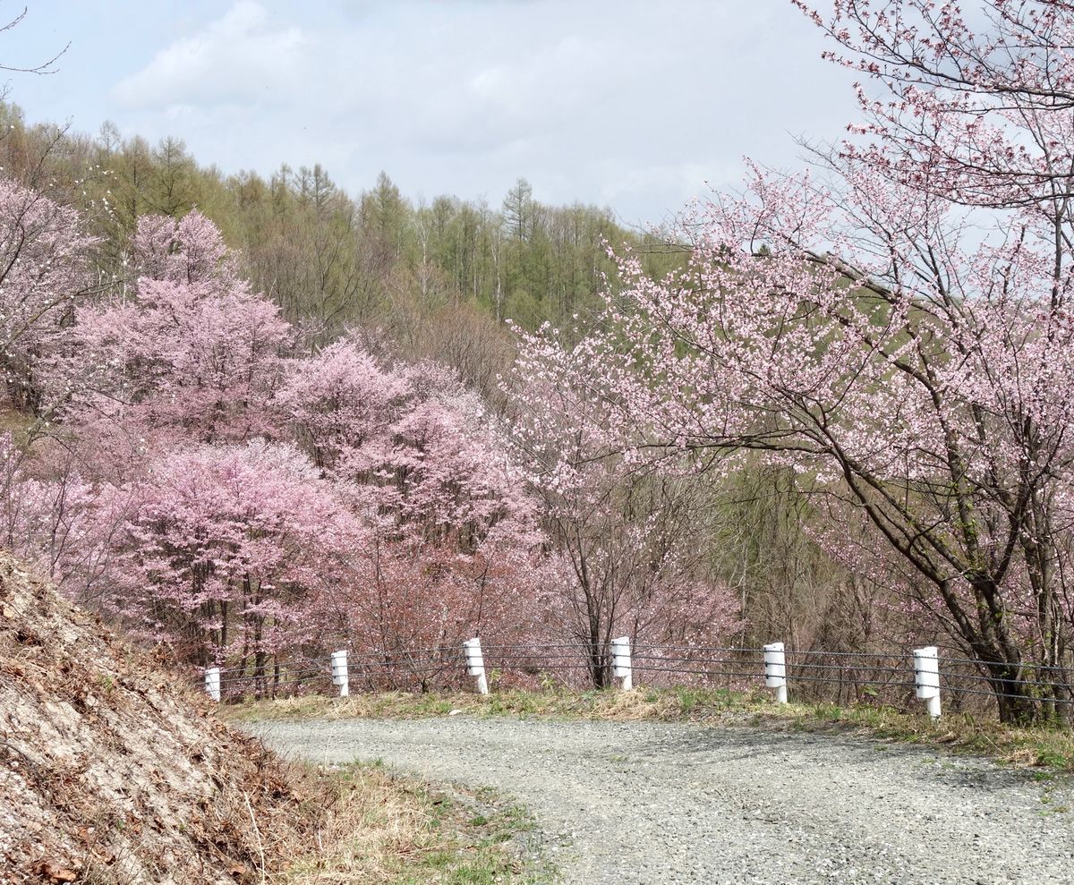 🌸深山峠🌸

国道237号線の上富良野〜美瑛の間にある深山峠のさくら園です...