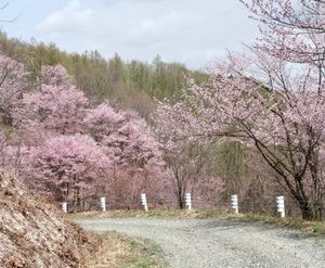 🌸深山峠🌸

国道237号線の上富良野〜美瑛の間にある深山峠のさくら園です...