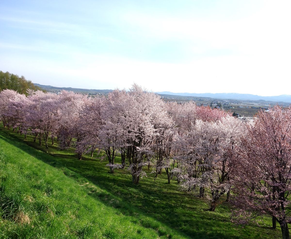 🌸キトウシ森林公園🌸

時間があったので旭川空港から近い位置にあるキトウシ...