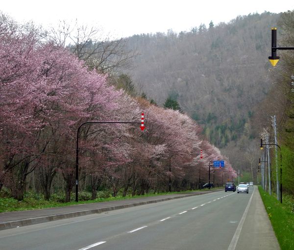 日本・北海道「富良野(春)」の写真：🌸麓郷街道🌸

ここも楽しみにしていまし...
