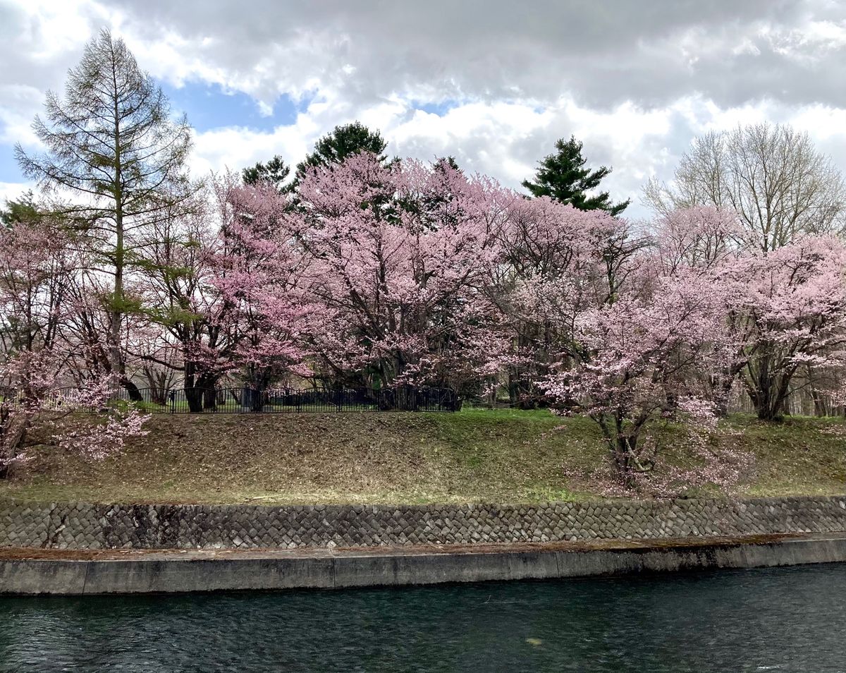 🌸聖台ダム公園🌸

この日は雨で残念でしたが晴れの日に撮ると幻想的な写真が...