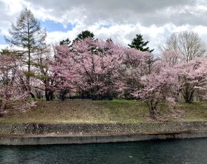 🌸聖台ダム公園🌸

この日は雨で残念でしたが晴れの日に撮ると幻想的な写真が...