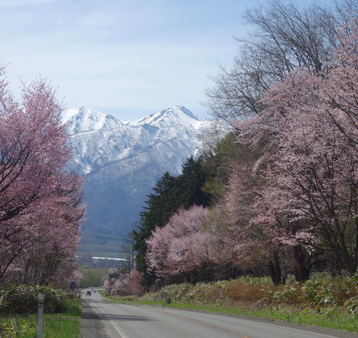 🌸東大演習林🌸

南富良野から富良野市に行く途中にある東大演習林は国道沿い...