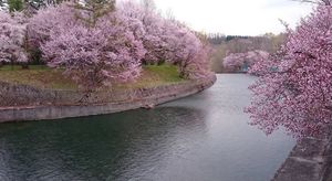 🌸聖台ダム公園🌸

この日は雨で残念でしたが晴れの日に撮ると幻想的な写真が...
